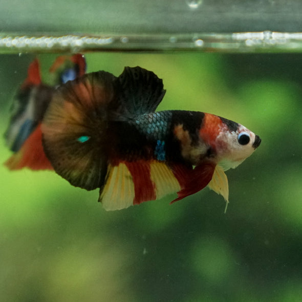 Multicolor/Galaxy Koi Plakat -11 weeks Old