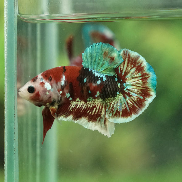 Multicolor/Galaxy Koi Plakat -13 weeks Old