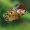 Multicolor/ Galaxy Koi Plakat- Female- 13 Weeks Old