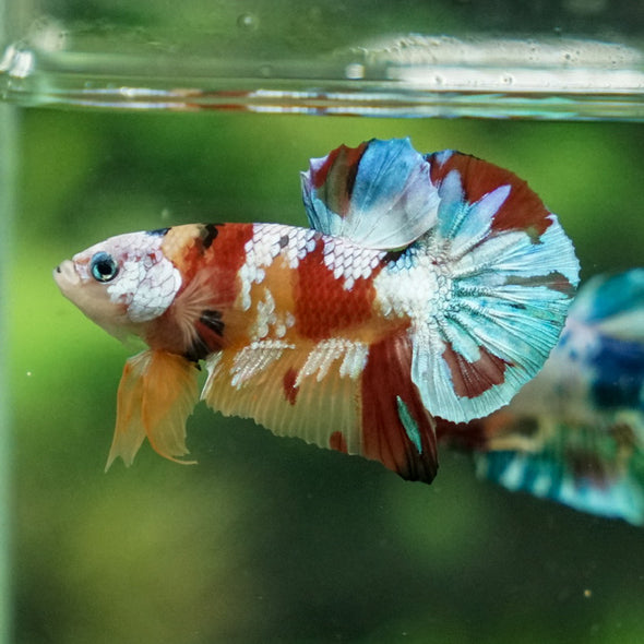 Multicolor/Galaxy Koi Plakat -16 weeks Old