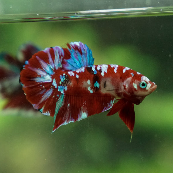 Multicolor/Galaxy Koi Plakat -13 weeks Old