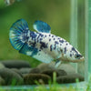 Blue/Green Dalmatian Plakat- Female