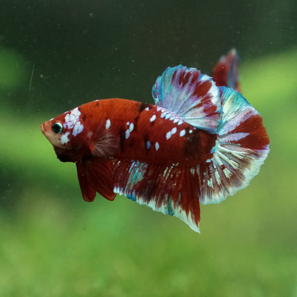 Multicolor/Galaxy Koi Plakat -13 weeks Old