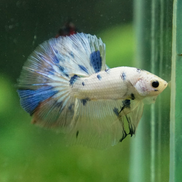 Candy/Galaxy Koi Halfmoon - 11 weeks old