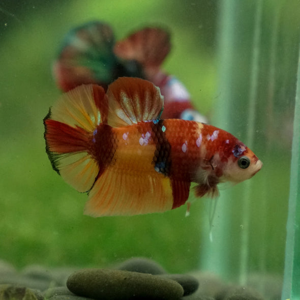 Multicolor/Galaxy Koi Plakat -13 weeks Old