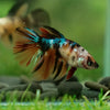 Multicolor/ Galaxy Koi Halfmoon - Female- 14 Weeks Old