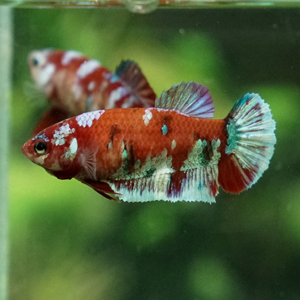 Multicolor/ Galaxy Koi Plakat- Female- 13 Weeks Old