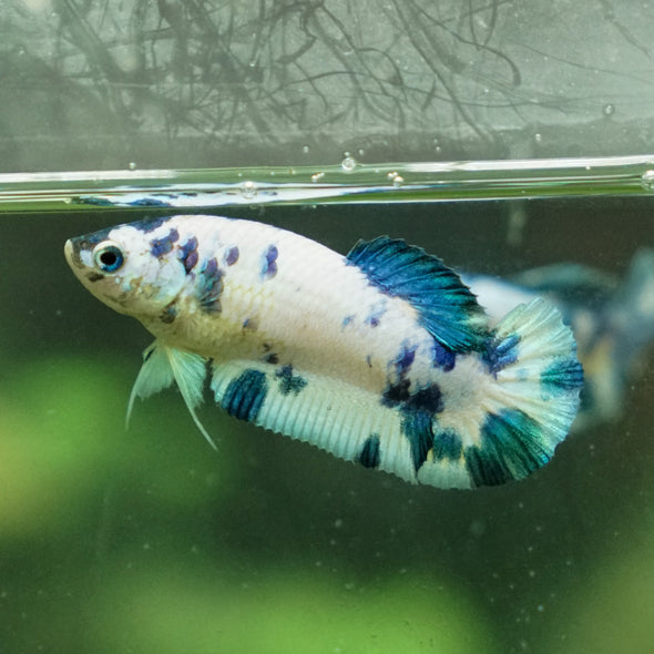 Blue/Green Dalmatian Plakat- Female