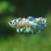 Blue/Green Dalmatian Plakat- Female