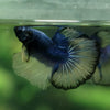 Halfmoon - 11 weeks old
