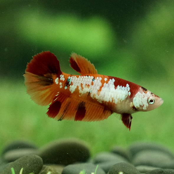 Koi Halfmoon Female - 12 weeks old