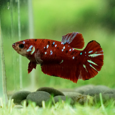 Multicolor/galaxy Koi Plakat- Female