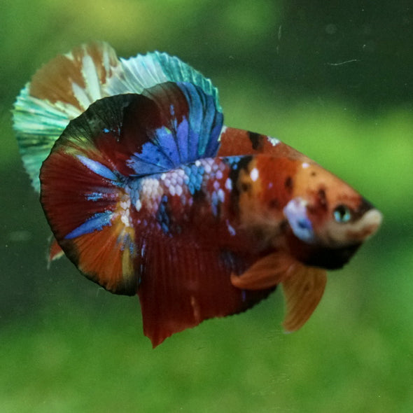 Multicolor/Galaxy Koi Plakat -15 weeks Old