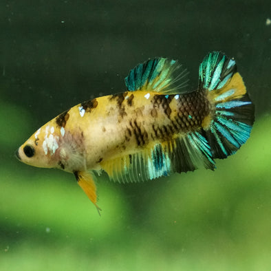 Multicolor/galaxy Koi Plakat- Female