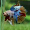 Galaxy Koi Halfmoon - 12 weeks old