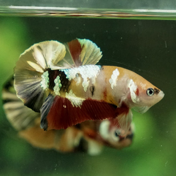 Multicolor/Galaxy Koi Plakat -12 weeks Old