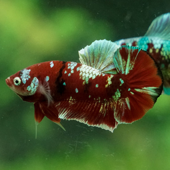 Multicolor/Galaxy Koi Plakat -13 weeks Old