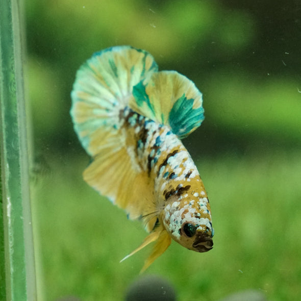 Multicolor/Galaxy Koi Plakat -14 weeks Old