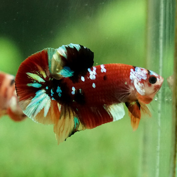 Multicolor/Galaxy Koi Plakat -11 weeks Old