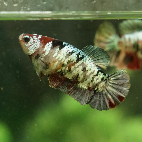 Galaxy Koi Plakat- Female