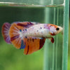 Multicolor Galaxy Halfmoon- Female