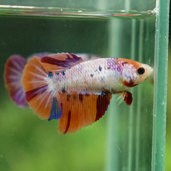 Multicolor Galaxy Halfmoon- Female