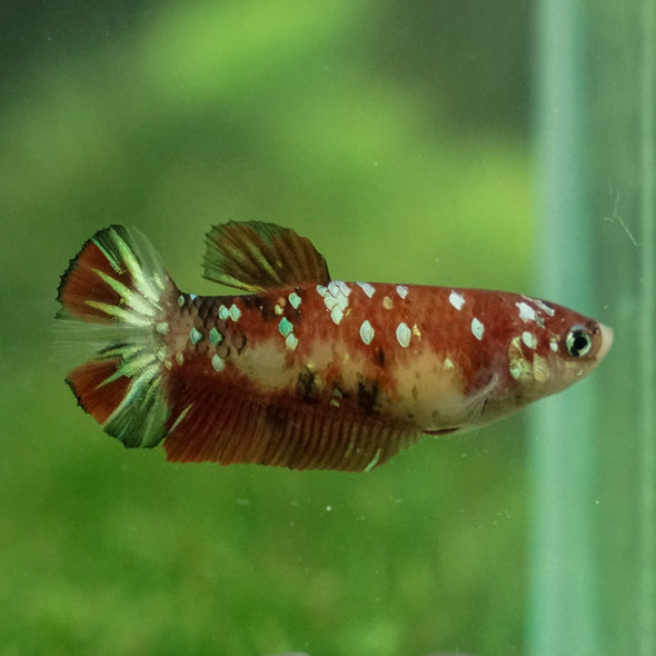 Multicolor/ Galaxy Koi Plakat- Female- 16 Weeks Old