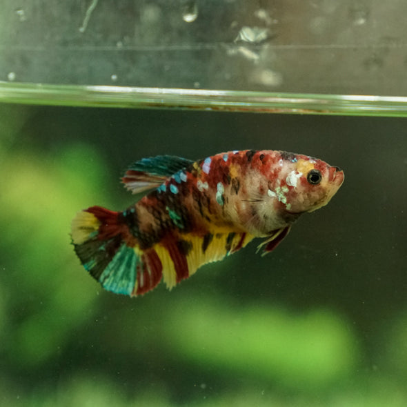 Galaxy Koi Plakat- Female