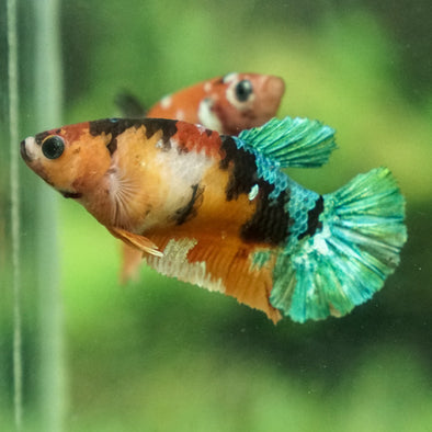 Multicolor/galaxy Koi Plakat- Female