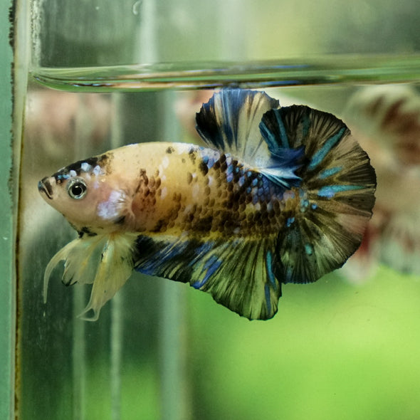 Multicolor/Galaxy Koi Plakat -12 weeks Old