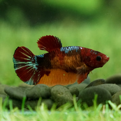 Multicolor/galaxy Koi Plakat- Female