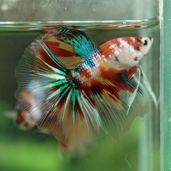 Galaxy Koi Halfmoon - 14 weeks old