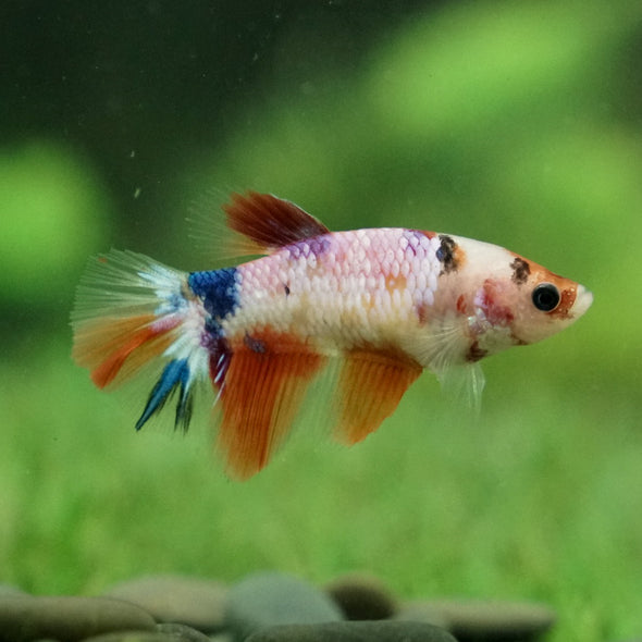 Koi Halfmoon - Female