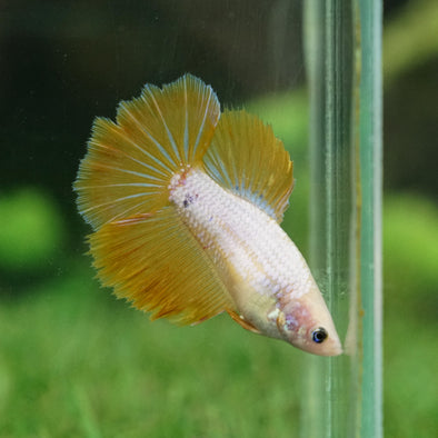 Yellow Halfmoon - Female