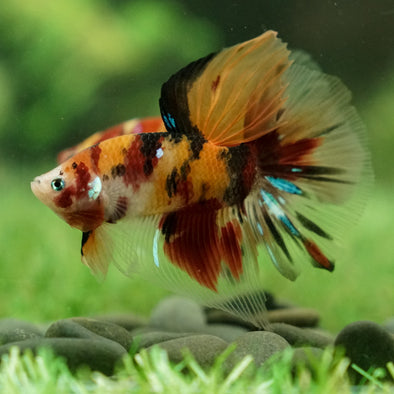 Candy Koi Halfmoon - 12 weeks old