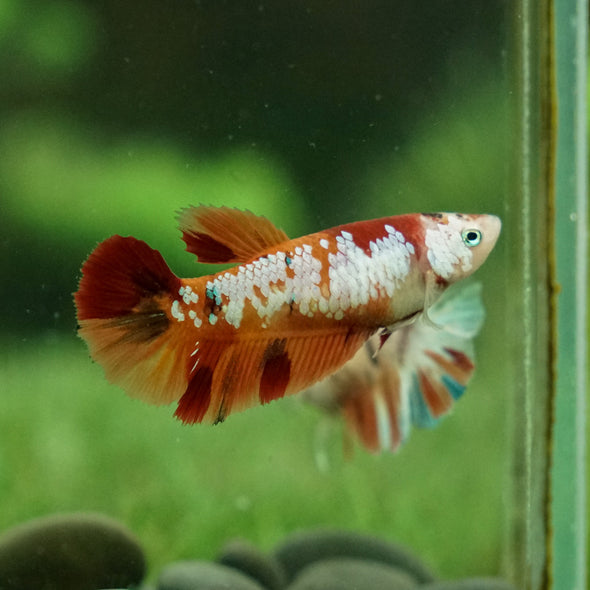 Koi Halfmoon Female - 12 weeks old