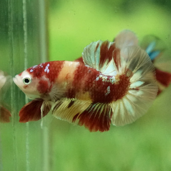 Multicolor/Galaxy Koi Plakat -12 weeks Old