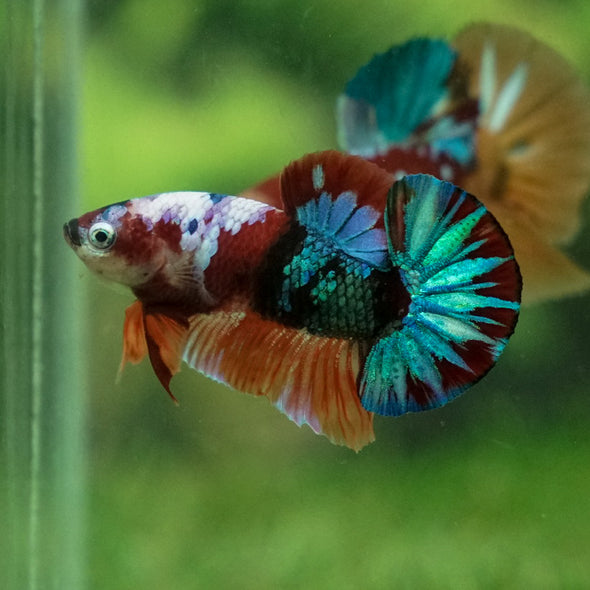 Multicolor/Galaxy Koi Plakat -11 weeks Old