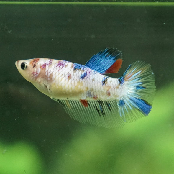 Koi Halfmoon - Female