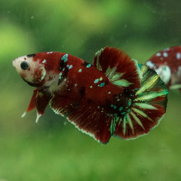 Multicolor/Galaxy Koi Plakat -13 weeks Old