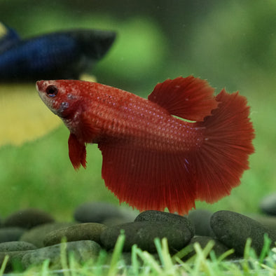 Super Red Halfmoon - Female