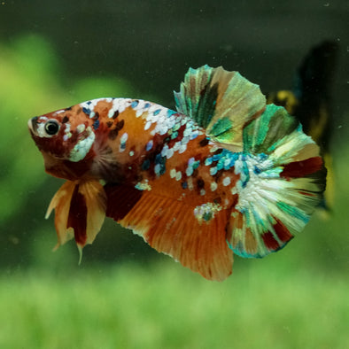 Multicolor/Galaxy Koi Plakat - 14 Weeks Old