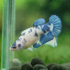 Blue/Green Dalmatian Plakat- Female