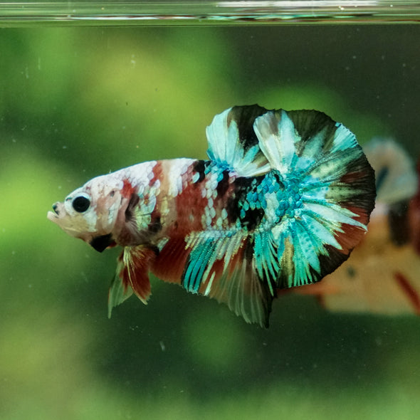 Multicolor/Galaxy Koi Plakat -11 weeks Old