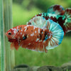 Multicolor/Galaxy Koi Plakat -15 weeks Old