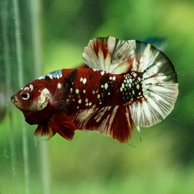 Multicolor/Galaxy Koi Plakat -15 weeks Old