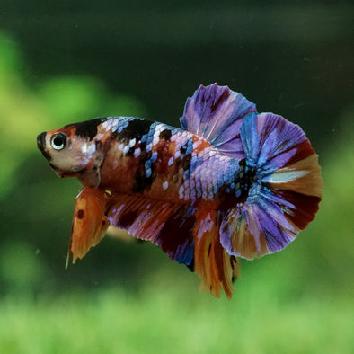 Galaxy / Multicolored Koi Plakat