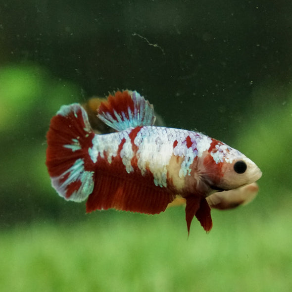 Multicolor/galaxy Koi Plakat- Female