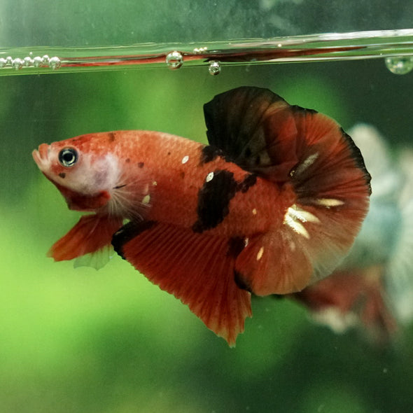 Multicolor/Galaxy Koi Plakat -11 weeks Old