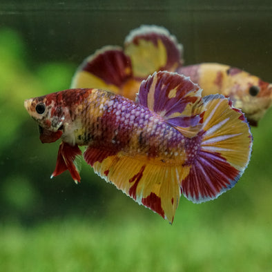 Multicolor/Galaxy Koi Plakat -15 weeks Old